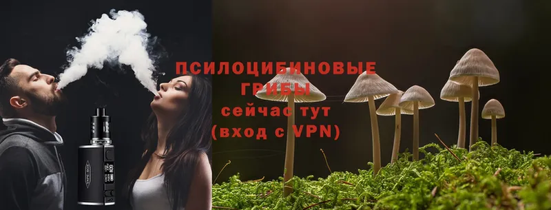 Галлюциногенные грибы Psilocybine cubensis  Нягань 